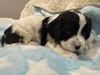 Oreo, a male Cavapoo for sale in Chattanooga, TN – 1 of 10