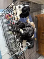Blackberry, a male Cavapoo for sale in Chattanooga, TN – 3 of 10