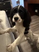 Freckles, a male Cavapoo for sale in Chattanooga, TN – 2 of 10