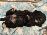 Milo, a male Cavapoo for sale in Chattanooga, TN – 7 of 10