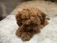 Marley, a male Cavapoo for sale in Chattanooga, TN – 6 of 10
