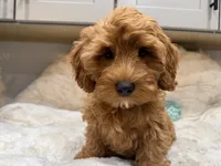 Marley, a male Cavapoo for sale in Chattanooga, TN – 4 of 10