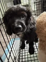 Blackberry, a male Cavapoo for sale in Chattanooga, TN – 1 of 10