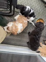 Blackberry, a male Cavapoo for sale in Chattanooga, TN – 9 of 10
