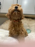 Marley, a male Cavapoo for sale in Chattanooga, TN – 3 of 10