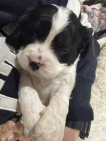 Oreo, a male Cavapoo for sale in Chattanooga, TN – 9 of 10