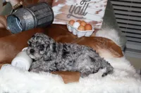 Shadow, a male Cavapoo for sale in Chattanooga, TN – Photo 6 of 10