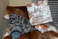 Shadow, a male Cavapoo for sale in Chattanooga, TN – Photo 5 of 10