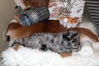 Shadow, a male Cavapoo for sale in Chattanooga, TN – Photo 1 of 10