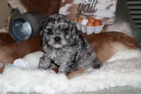 Shadow, a male Cavapoo for sale in Chattanooga, TN – Photo 3 of 10