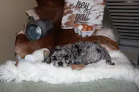 Shadow, a male Cavapoo for sale in Chattanooga, TN – Photo 8 of 10