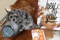 Shadow, a male Cavapoo for sale in Chattanooga, TN – Photo 2 of 10