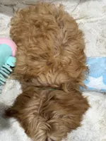 Theo, a male Cavapoo for sale in Chattanooga, TN – 10 of 10