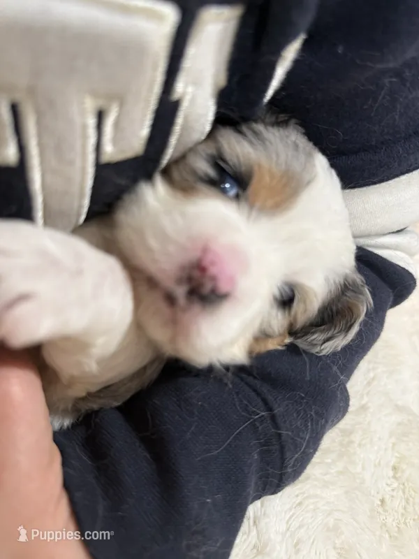 Precious – Cavapoo puppy for sale in Chattanooga, TN