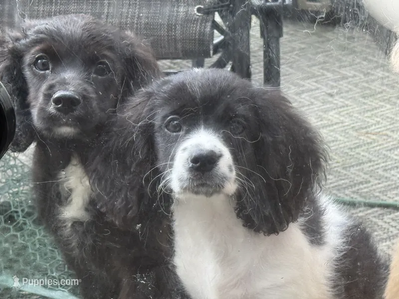 Blackberry – Cavapoo puppy for sale in Chattanooga, TN