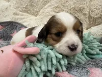 Callie, a female Cavapoo for sale in Chattanooga, TN – 10 of 10