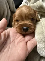 Charlie’s babies, a female Cavapoo for sale in Chattanooga, TN – 6 of 9