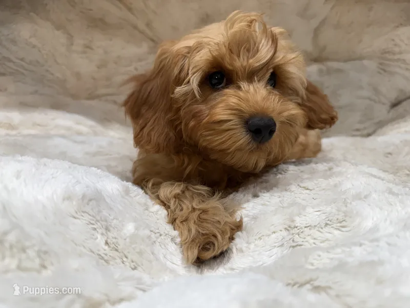 Charlie – Cavapoo puppy for sale in Chattanooga, TN