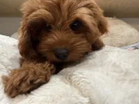 Gracie, a female Cavapoo for sale in Chattanooga, TN – 5 of 10