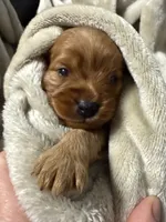 Charlie’s babies, a female Cavapoo for sale in Chattanooga, TN – 5 of 9
