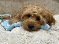 Theo, a male Cavapoo for sale in Chattanooga, TN – 4 of 10