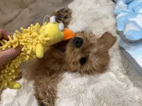 Teddy, a male Cavapoo for sale in Chattanooga, TN – 1 of 10