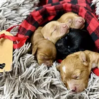 Buttercup, a female Cavapoo for sale in Chattanooga, TN – Photo 10 of 10