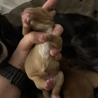 Buttercup, a female Cavapoo for sale in Chattanooga, TN – Photo 6 of 10