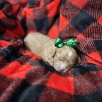 Buttercup, a female Cavapoo for sale in Chattanooga, TN – Photo 4 of 10