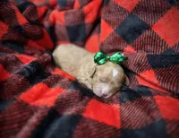 Buttercup, a female Cavapoo for sale in Chattanooga, TN – Photo 4 of 10