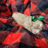 Buttercup, a female Cavapoo for sale in Chattanooga, TN – Photo 5 of 10