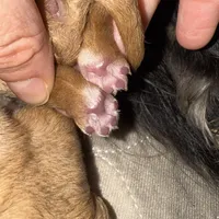 Buttercup, a female Cavapoo for sale in Chattanooga, TN – Photo 3 of 10