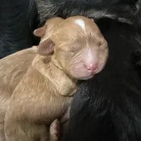 Buttercup, a female Cavapoo for sale in Chattanooga, TN – Photo 2 of 10