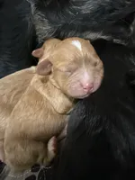 Buttercup, a female Cavapoo for sale in Chattanooga, TN – Photo 2 of 10