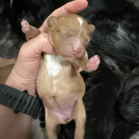 Buttercup, a female Cavapoo for sale in Chattanooga, TN – Photo 1 of 10