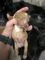 Buttercup, a female Cavapoo for sale in Chattanooga, TN – Photo 1 of 10