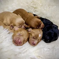 Buttercup, a female Cavapoo for sale in Chattanooga, TN – Photo 9 of 10