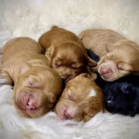 Buttercup, a female Cavapoo for sale in Chattanooga, TN – Photo 8 of 10