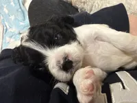 Caleb, a male Cavapoo for sale in Chattanooga, TN – 5 of 10