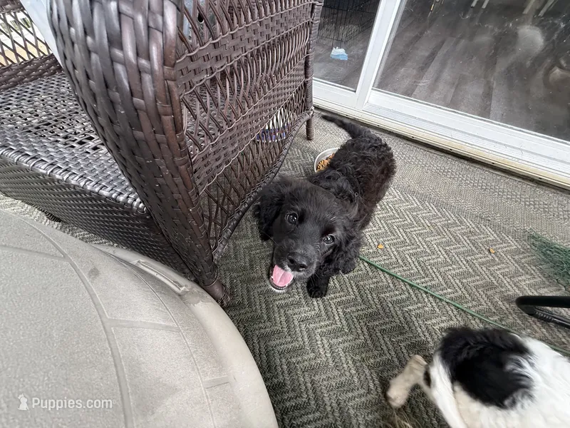 Blackberry – Cavapoo puppy for sale in Chattanooga, TN