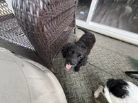 Blackberry, a male Cavapoo for sale in Chattanooga, TN – 4 of 10