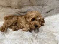 Charlie, a male Cavapoo for sale in Chattanooga, TN – 9 of 10