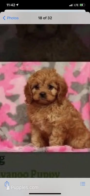 Charlie’s babies – Cavapoo puppy for sale in Chattanooga, TN