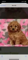 Charlie’s babies, a female Cavapoo for sale in Chattanooga, TN – 1 of 9