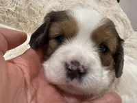 Callie, a female Cavapoo for sale in Chattanooga, TN – 5 of 10