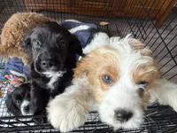 Blackberry, a male Cavapoo for sale in Chattanooga, TN – 8 of 10