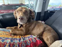 Leo, a male Deutscher Wachtelhund and Labrador Retriever for sale in Chattanooga, TN – 10 of 10