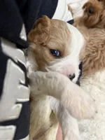 Henry, a male Cavapoo for sale in Chattanooga, TN – 10 of 10