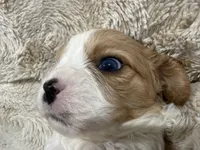 Henry, a male Cavapoo for sale in Chattanooga, TN – 8 of 10