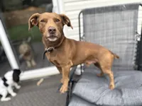 Leo, a male Deutscher Wachtelhund and Labrador Retriever for sale in Chattanooga, TN – 2 of 10
